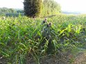 2014-09-15 19-15-45 Retour a travers les mais DLe